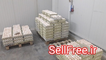 واردات و فروش تخم مرغ نطفه دار | شرکت بازرگانی آریا ساویس
